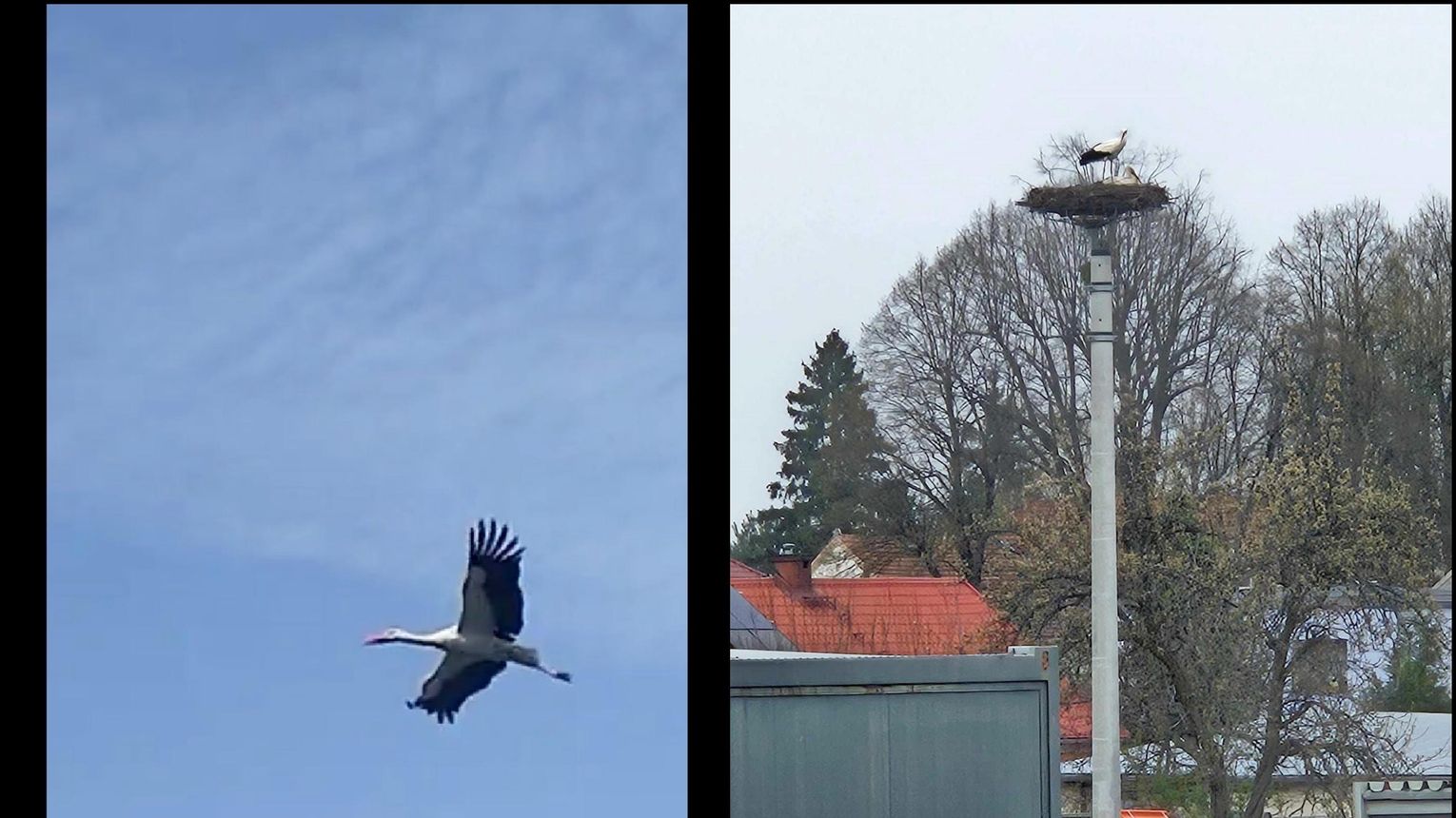 Bociany Przylecia Y Na Prima Aprilis