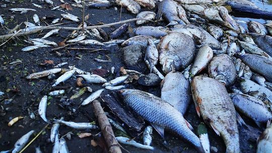 1 mln zł nagrody za wskazanie osoby odpowiedzialnej za zanieczyszczenie Odry