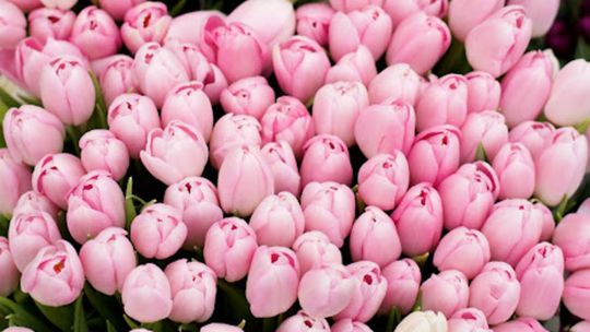 5 Najlepszych Cebulek Tulipanów, Które Musisz Zasadzić Tej Wiosny – Efekt WOW Gwarantowany!