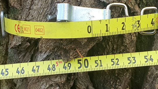 Ale gigant w Nadleśnictwie Kędzierzyn. Ponad 5,5 metra obwodu!