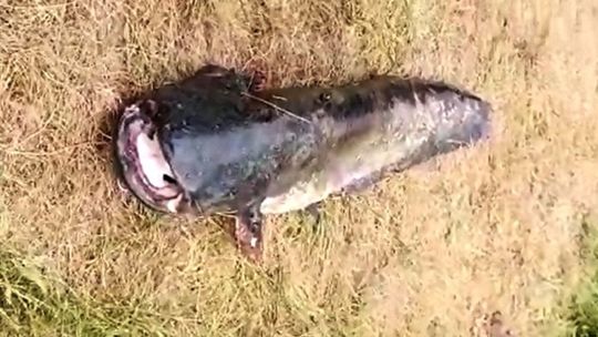 Ale monstrum!!! Kozielski sum waży około 100 kilogramów! ZDJĘCIA