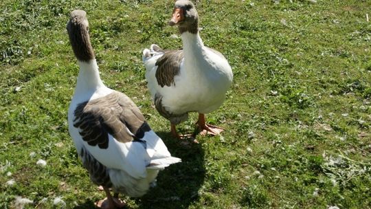 Apel do mieszkańców powiatu: zgłaszajmy martwe ptaki Apel do mieszkańców powiatu: zgłaszajmy martwe ptaki