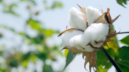 Badacze z Łukasiewicz – ICSO „Blachownia” tworzą bezpieczniejsze uniepalniacze dla bawełny