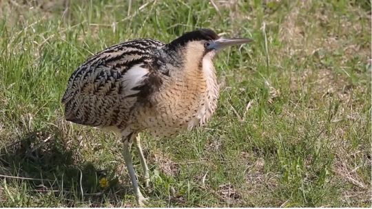 Bąk zwyczajny zadomowił się na Dębowej. Wydaje niecodzienne odgłosy. FILM