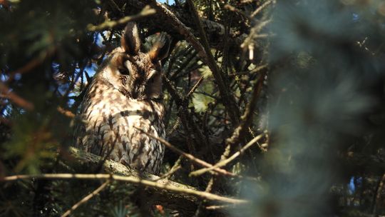 Będzie okazja, aby zobaczyć na żywo sowy żyjące w naszym mieście