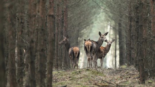 Bliskie spotkania „piątego stopnia” w kędzierzyńskich lasach. Dzikie zwierzęta coraz mniej płochliwe?