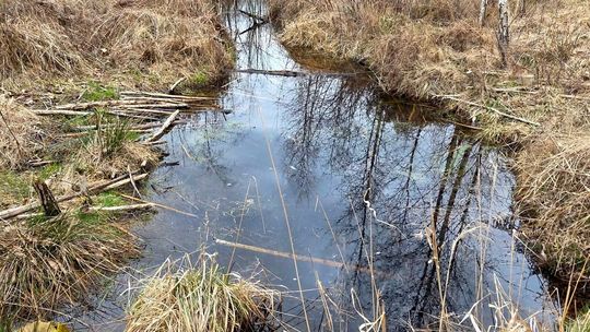 Bobry w akcji. Leśniczy aż zaniemówił. ZDJĘCIA