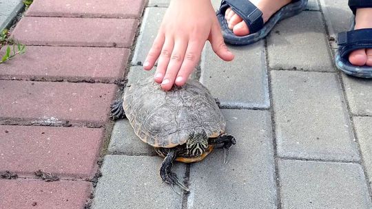 Brawurowa ucieczka żółwia zakończona happy endem