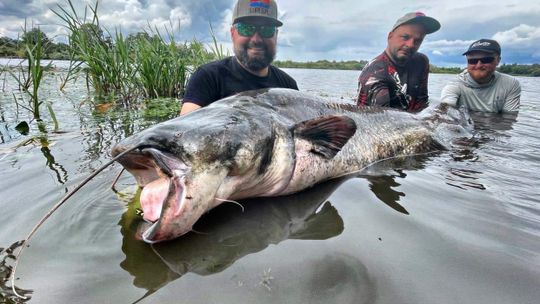 Catfish Cup Poland - wielka impreza wędkarska na opolskim odcinku Odry