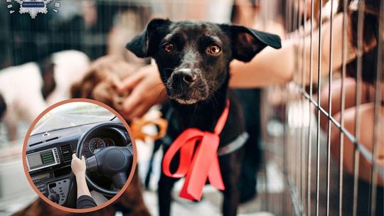 Chciał adoptować psa, a stracił prawo jazdy. 52-latek przyjechał do schroniska pijany