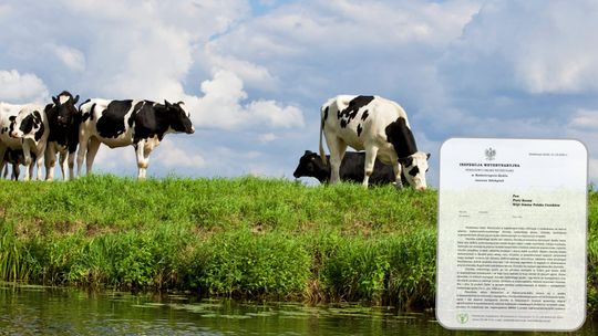 Choroba niebieskiego języka w powiecie - weterynaria ostrzega hodowców