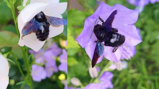Czarne pszczoły pokochały nasze miasto. Zadrzechnie coraz częściej widywane w Kędzierzynie-Koźlu