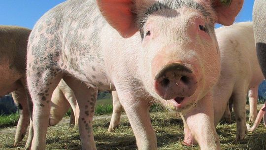 Czeka spora pomoc dla gospodarstw, które hodują świnie. Zwrot 50% poniesionych wydatków