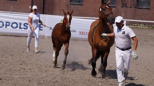 Czempionat Źrebiąt Rasy Śląskiej pod Matkami ponownie w Kędzierzynie-Koźlu