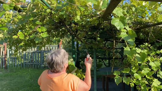 Szlachetny trunek nie z Toskanii, a z Blachowni. FILM