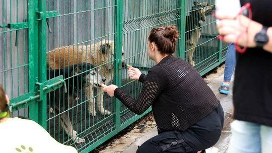 Czy bezdomne czworonogi ze Strzelec będą trafiać do kędzierzyńskiego schroniska?
