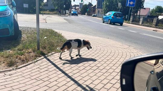 Czyj to piesek? Błąka się po Kłodnicy. ZDJĘCIA i FILM