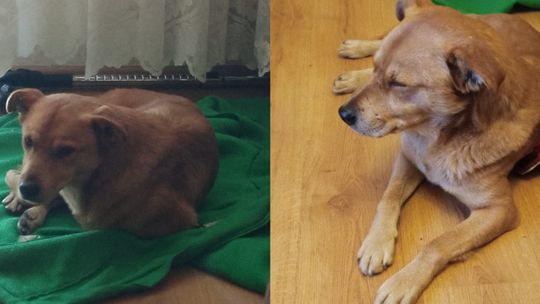 Czyja zguba? Pies znaleziony w Roszowickim Lesie czeka na właściciela