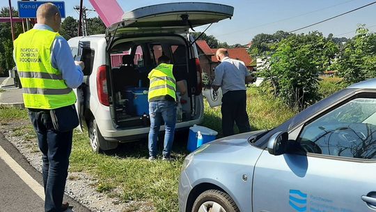 Dalsze działania Wód Polskich w sprawie śniętych ryb w Kanale Gliwickim