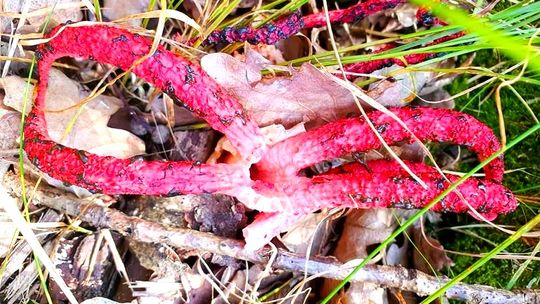 Las w Pokrzywnicy i jego straszydło. To "Diabelskie Palce"