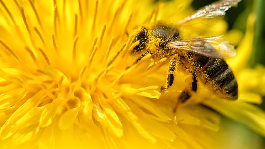 Dlaczego i jak sadzić kwiaty przyjazne pszczołom?