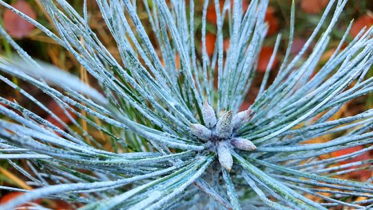 Dlaczego leśnicy malują drzewka w leśnych uprawach?