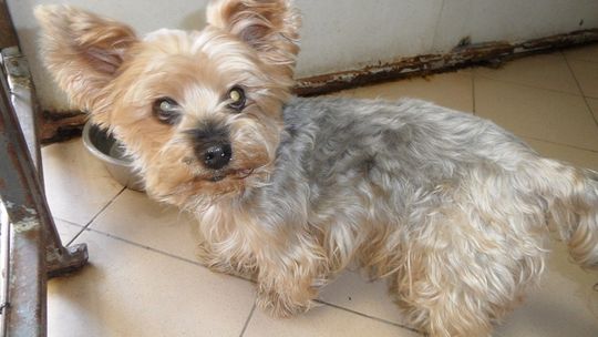 Do Schroniska dla Bezdomnych Zwierząt w Kędzierzynie-Koźlu trafił Kevin