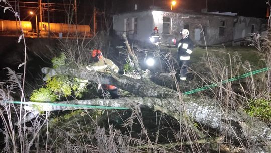 Drzewo przewróciło się na linie średniego napięcia