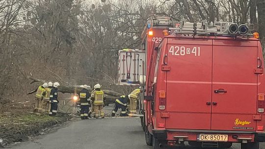 Drzewo runęło na drogę. Na szczęście nikt w tym czasie nie przejeżdżał