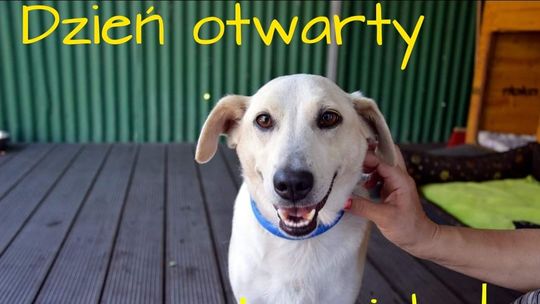 Dzień otwarty w schronisku dla bezdomnych zwierząt