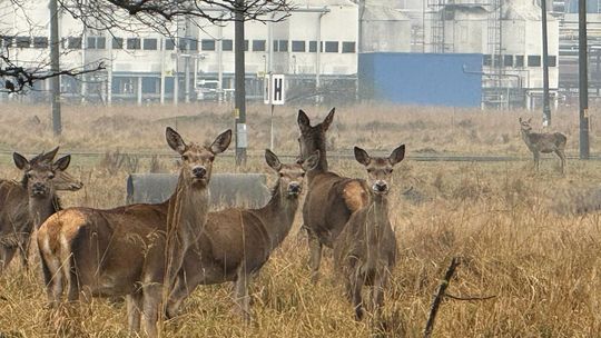 Dzika zwierzyna chętnie odwiedza teren Zakładów Azotowych Kędzierzyn. ZDJĘCIA