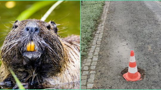 Dziura w ścieżce rowerowej to sprawka bobra. Świadczy o tym pewien ślad