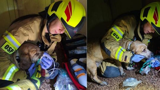 Ewakuowano psa z palącego się lokalu i udzielono mu tlenoterapii. Szczegóły pożaru w Bierawie
