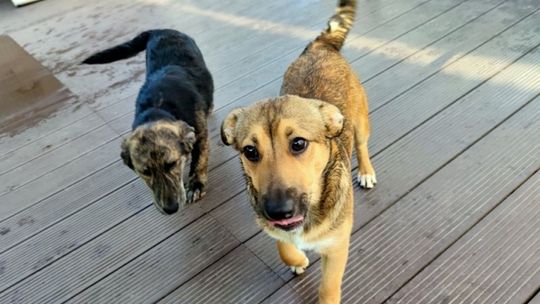 Fafik zapadł się pod ziemię. Nagroda za jego odnalezienie urosła do 2000 złotych!