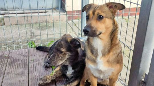 Kundelek Fafik żyje, ale ucieka przed ludźmi Kundelek Fafik żyje, ale ucieka przed ludźmi