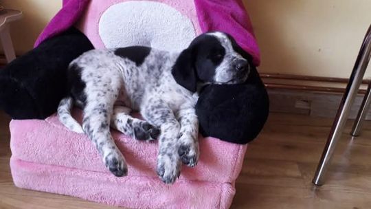 Fala hejtu po nieprawdziwym oskarżeniu. Właścicielka szczeniąt padła ofiarą dezinformacji