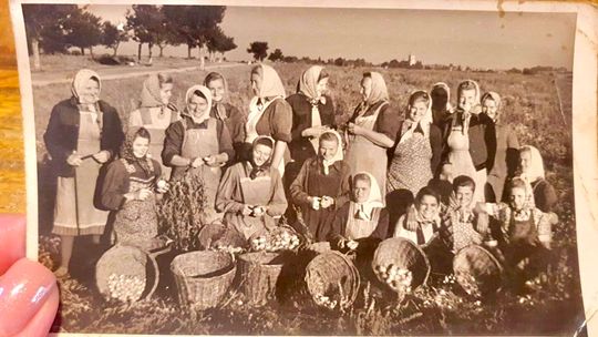 Fotka z klimatem. Kartoflana epopeja w czasach PRL-u