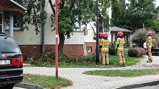 Gałęzie drzewa zagrażały przechodniom. Interweniowali strażacy