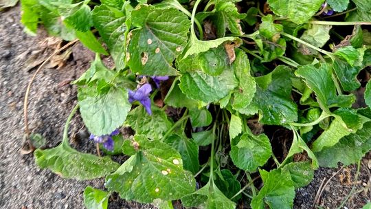 Gdzie ta zima? Na ulicy Raciborskiej zakwitły fiołki! ZDJĘCIA