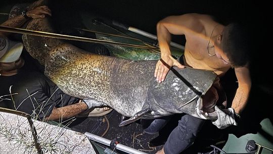 Gigant z Kanału Gliwickiego. Wędkarz z Kędzierzyna-Koźla złowił suma mierzącego 260 cm
