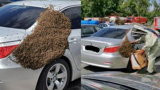Gniazdo pszczół spadło na samochody strażaków na terenie remizy
