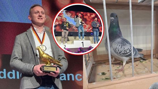 Gołąb Dariusza Bonczka z Kędzierzyna-Koźla zdobył tytuł najszybszego na świecie na średnim dystansie