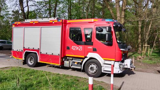 Gołąb utknął w studzience. Na pomoc wezwano strażaków
