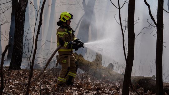 Groźny pożar lasu przy ulicy Powstańców. W akcji samolot gaśniczy Groźny pożar lasu przy ulicy Powstańców. W akcji samolot gaśniczy