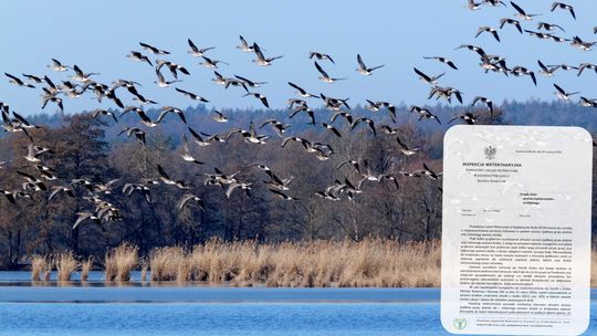 Grypa ptaków i rzekomy pomór drobiu. Apel o zgłaszanie martwych dzikich ptaków