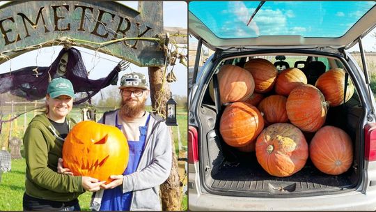 Halloween uratowany! Lokalni darczyńcy przekazali kilkaset kilogramów dyni