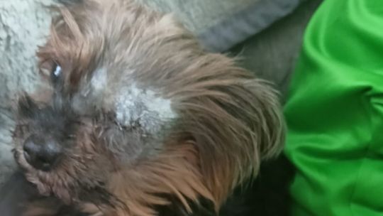 Ich pies został pogryziony. Zbierają pieniądze, żeby go uratować