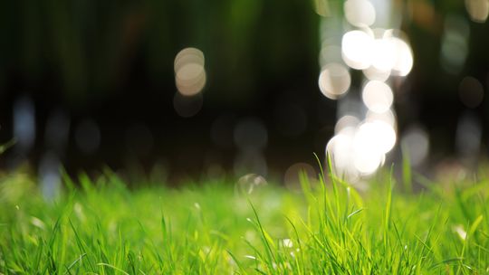 Jak stosować nawozy, aby nie uszkodzić trawnika?