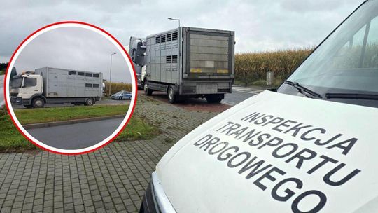 Jechał po bydło. Lista nieprawidłowości podczas kontroli w Reńskiej Wsi szokuje