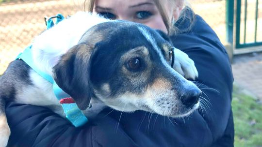 Jedni się zwierząt pozbywają, inni je przygarniają